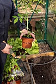 Planting tomatoes in a greenhouse, France, Pas de Calais, spring