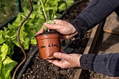 Planting tomatoes in a greenhouse, France, Pas de Calais, spring