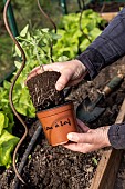 Planting tomatoes in a greenhouse, France, Pas de Calais, spring