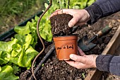Planting tomatoes in a greenhouse, France, Pas de Calais, spring
