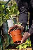 Planting tomatoes in a greenhouse, France, Pas de Calais, spring