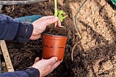 Planting tomatoes in a greenhouse, France, Pas de Calais, spring