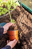 Planting tomatoes in a greenhouse, France, Pas de Calais, spring