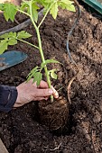 Planting tomatoes in a greenhouse, France, Pas de Calais, spring