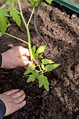 Planting tomatoes in a greenhouse, France, Pas de Calais, spring