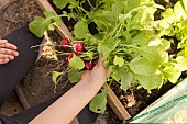Picking round radishes, France, Pas de Calais, spring