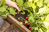Picking round radishes, France, Pas de Calais, spring