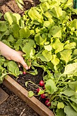 Picking round radishes, France, Pas de Calais, spring