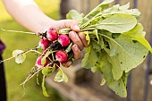 Picking round radishes, France, Pas de Calais, spring