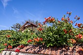 Trumpet creeper (Campsis grandiflora) climbing a wall, France, Loire Atlantique, summer