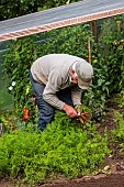 Harvesting Nantaise carrots in a vegetable garden, France, Moselle, summer