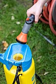 Treating an Eleagnus hedge attacked by psyllids with a black soap solution
