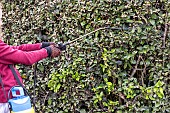 Treating an Eleagnus hedge attacked by psyllids with a black soap solution