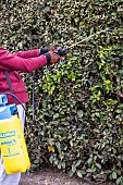 Treating an Eleagnus hedge attacked by psyllids with a black soap solution