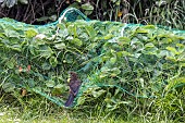 Blackbird (Turdus merula) on a net protecting a strawberry bed, France, Pas de Calais, spring
