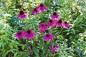 Purple Corneflower (Echinacea purpurea) in bloom, France, Finistère, summer