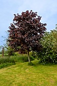 Norway maple (Acer platanoides) in a garden, France, Brittany, summer
