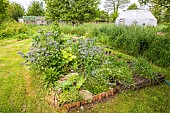 Borage (Borago officinalis) in a garden, France, Brittany, spring