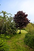 Norway maple (Acer platanoides) in a garden, France, Brittany, summer