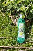 Installing a protective net against birds in a strawberry patch. France, Pas de Calais, spring
