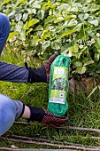 Installing a protective net against birds in a strawberry patch. France, Pas de Calais, spring