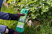 Installing a protective net against birds in a strawberry patch. France, Pas de Calais, spring