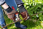 Installing a protective net against birds in a strawberry patch. France, Pas de Calais, spring
