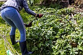 Installing a protective net against birds in a strawberry patch. France, Pas de Calais, spring
