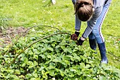 Installing a protective net against birds in a strawberry patch. France, Pas de Calais, spring