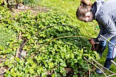 Installing a protective net against birds in a strawberry patch. France, Pas de Calais, spring