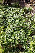 Installing a protective net against birds in a strawberry patch. France, Pas de Calais, spring
