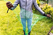 Installing a protective net against birds in a strawberry patch. France, Pas de Calais, spring