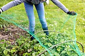 Installing a protective net against birds in a strawberry patch. France, Pas de Calais, spring