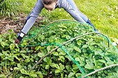Installing a protective net against birds in a strawberry patch. France, Pas de Calais, spring