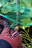 Installing a protective net against birds in a strawberry patch. France, Pas de Calais, spring