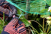 Installing a protective net against birds in a strawberry patch. France, Pas de Calais, spring