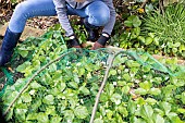 Installing a protective net against birds in a strawberry patch. France, Pas de Calais, spring