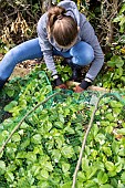 Installing a protective net against birds in a strawberry patch. France, Pas de Calais, spring