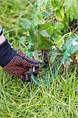 Installing a protective net against birds in a strawberry patch. France, Pas de Calais, spring