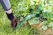 Installing a protective net against birds in a strawberry patch. France, Pas de Calais, spring