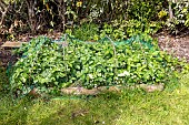 Installing a protective net against birds in a strawberry patch. France, Pas de Calais, spring