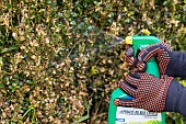 Application of a treatment on boxwood affected by the box tree moth, France, Pas de Calais, spring