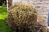 Box tree moth(Cydalima perspectalis). Boxwood ravaged by caterpillars, France, Pas de Calais, spring