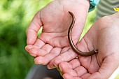 Piece of Orvet tail (Anguis fragilis), in a childs hand, spring, Moselle, France
