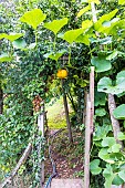 Pumpkin climbing over the entrance to a garden, France, Moselle, summer