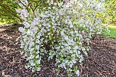 Japanese deutzia, Deutzia lemoinei Avalanche, in bloom