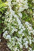 Reeves meadowsweet, Spiraea cantoniensis f. lanceolata, in bloom