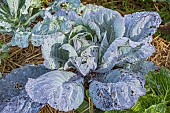 Milan Cabbage Gros Des Vertus 4, Brassica oleracea sabauda
