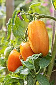 Elongated tomato, Red tomato, Andine Cornue tomato