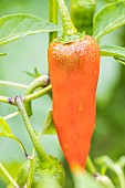 Capsicum Annuum California Wonder bell pepper